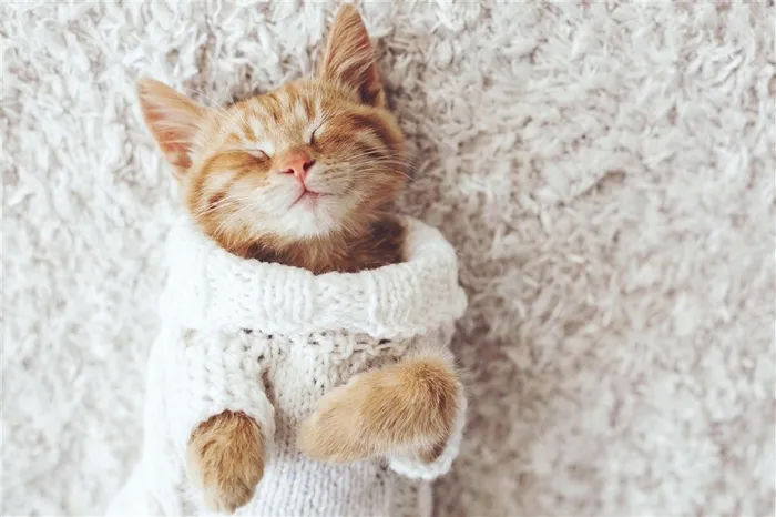 穿衣服睡觉的猫咪
