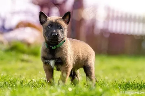 比利时玛利诺犬小狗图片 比利时玛利诺犬小狗图片