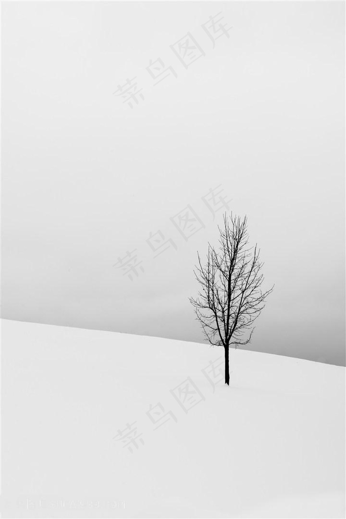 白雪皑皑的冬季光秃秃的大树风景图片