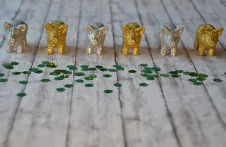 猪年金猪背景图片