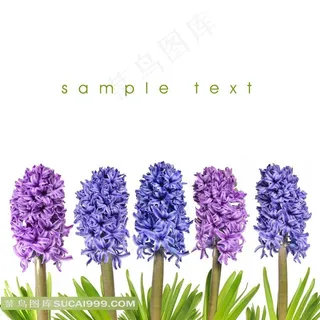 紫丁香鲜花图片