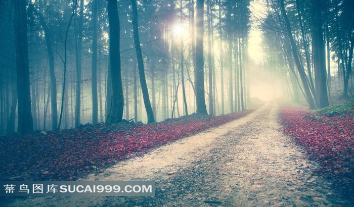 唯美的色彩森林摄影高清图片五