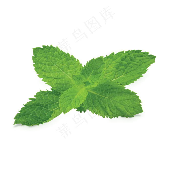 PNG 薄荷叶 植物 叶子 