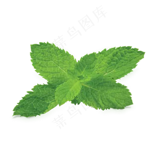 PNG 薄荷叶 植物 叶子 
