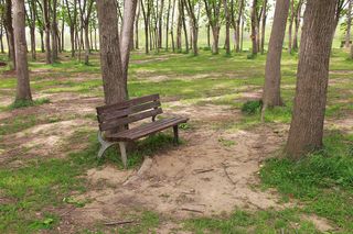 树林中旧长木椅半侧面远景