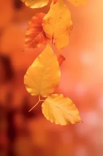 金黄色落叶秋季傍晚背景