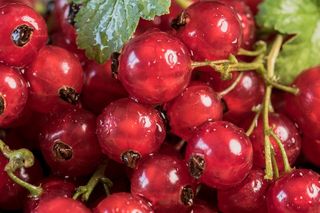 诱人的浆果图片