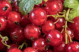 诱人的浆果图片