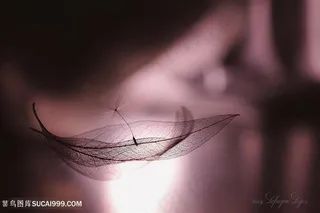 唯美光影高级质感鲜花图片