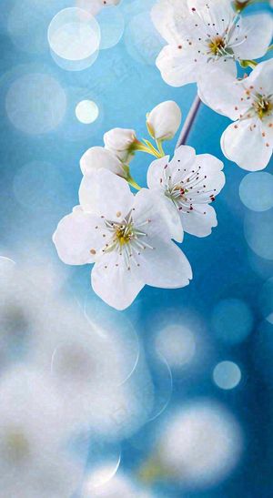 蓝色浪漫白色樱花花朵枝叶，立春惊蛰春分摄影图