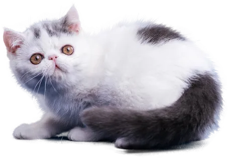 免扣素材实物猫咪摄影