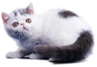 免扣素材实物猫咪摄影