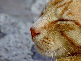 可爱猫咪 动物 素材 奶萌 (47)