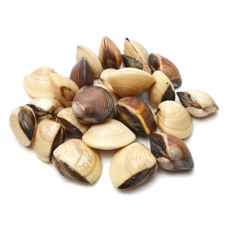 螺贝类带壳类(27)海鲜超市商品红酒白底图免抠实物摄影png格式图片透明底