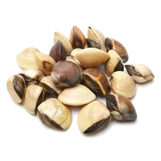 螺贝类带壳类(27)海鲜超市商品红酒白底图免抠实物摄影png格式图片透明底