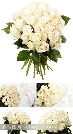 5张唯美白玫瑰高清图片素材