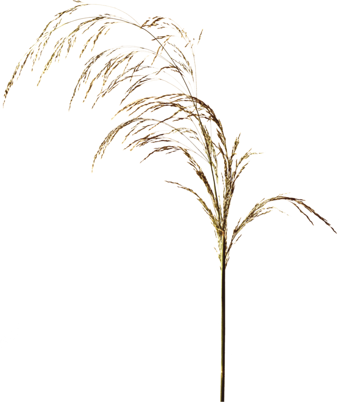 欧式优雅精致复古风格油画质感色彩手绘花卉植物树叶插画PNG素材
