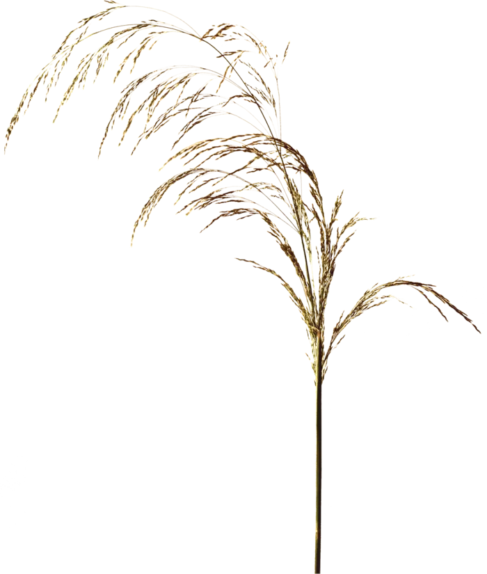 欧式优雅精致复古风格油画质感色彩手绘花卉植物树叶插画PNG素材