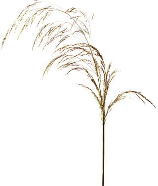 欧式优雅精致复古风格油画质感色彩手绘花卉植物树叶插画PNG素材