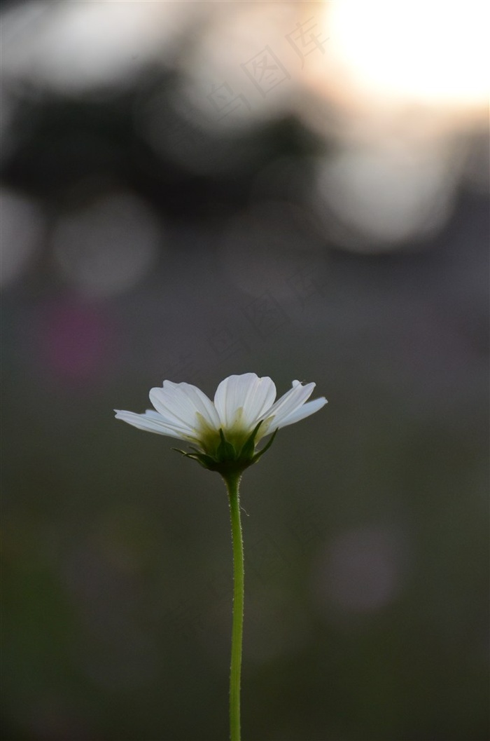 阳光下的波斯菊