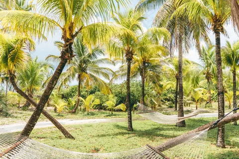 椰子树林风景图片