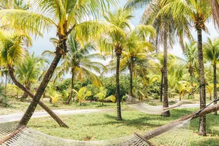 椰子树林风景图片
