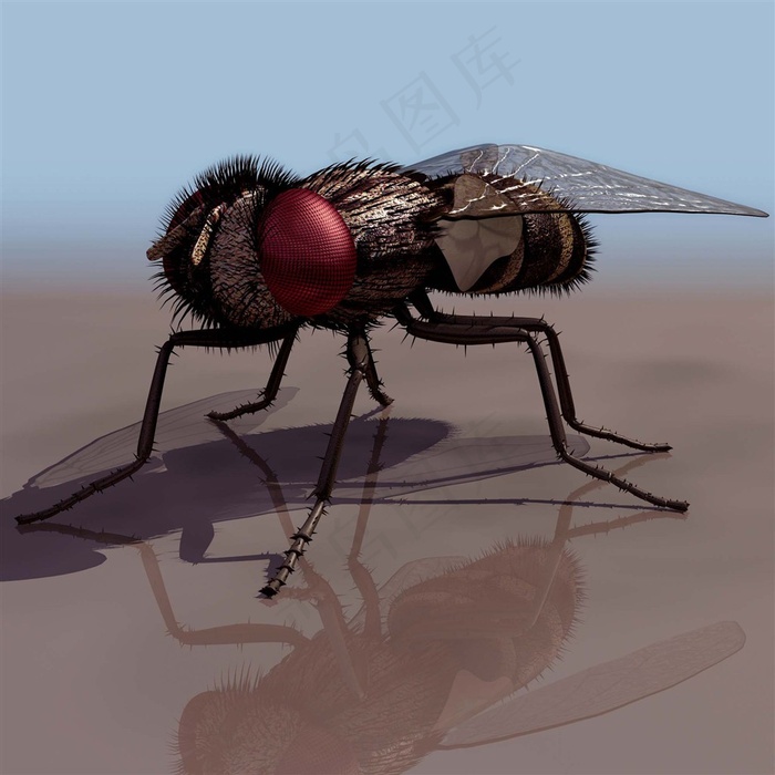 超清生物苍蝇