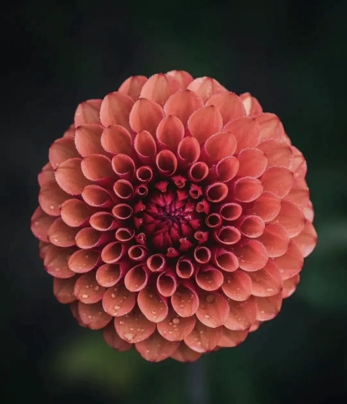 红色花朵背景