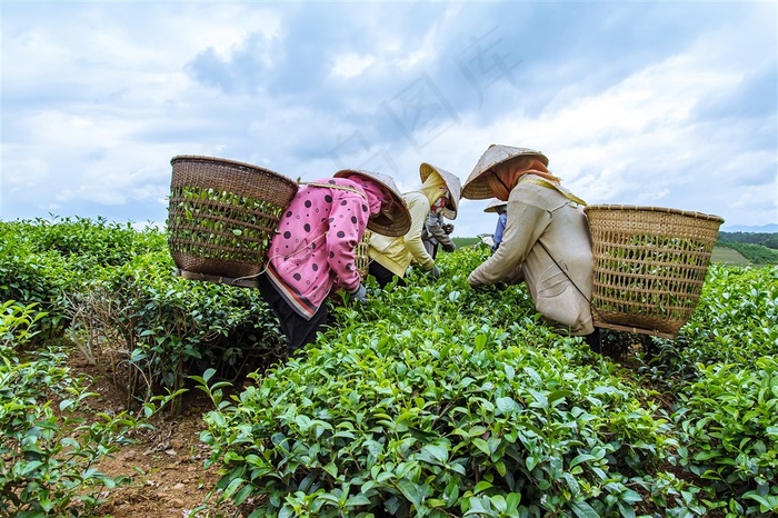 采茶的茶农大图