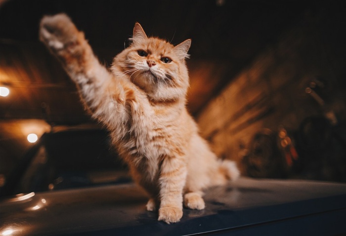 向你招手的顽皮猫仔