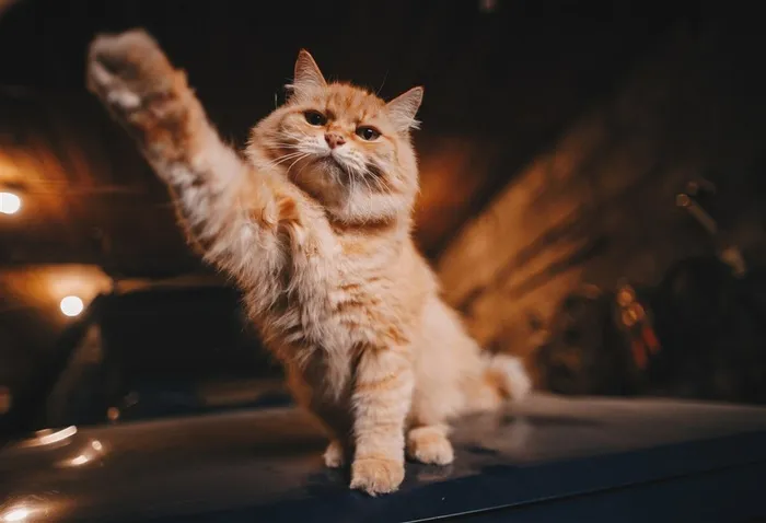 向你招手的顽皮猫仔