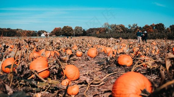 农场成熟南瓜图片 农场成熟南瓜图片
