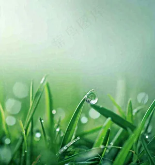 春天草地绿叶上的露珠，惊蛰雨水谷雨摄影图