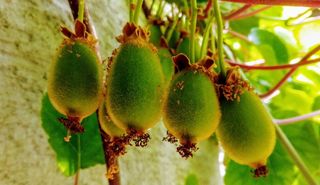 绿色猕猴桃水果图片