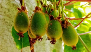 绿色猕猴桃水果图片