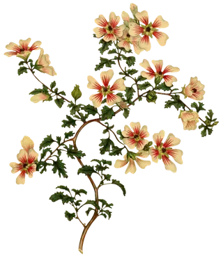 复古手绘植物花卉插画 免抠