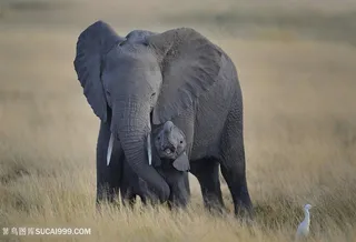 白鹤与大象图片