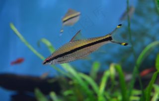 漂亮深海小鱼儿图片