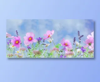 薰衣草和格桑花图片