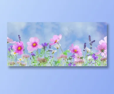 薰衣草和格桑花图片 薰衣草和格桑花图片