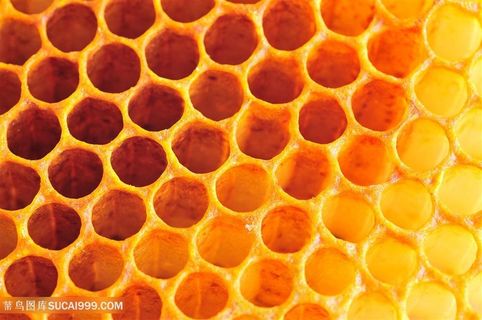 蜂巢高清图片