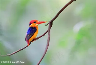 树枝上的翠鸟类图片