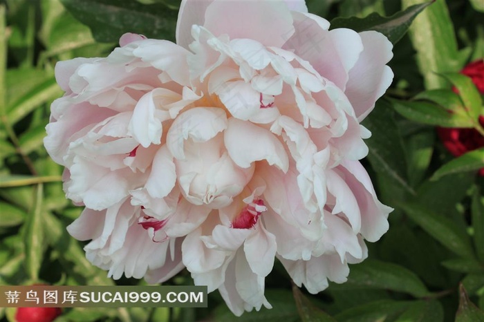 白色的牡丹花摄影素材