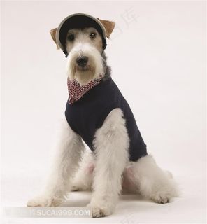 穿着衣服戴着帽子的宠物小狗