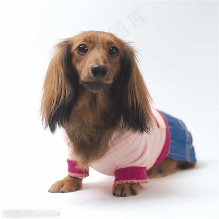 小型犬-毛绒绒的狗狗