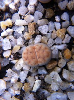 生石花图片素材