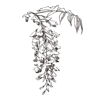 线条草本花卉手绘植物-柴藤