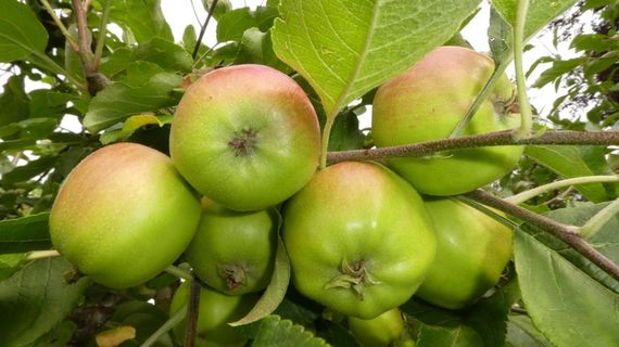 苹果树绿色苹果图片