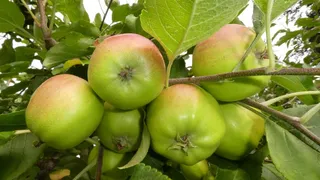 苹果树绿色苹果图片