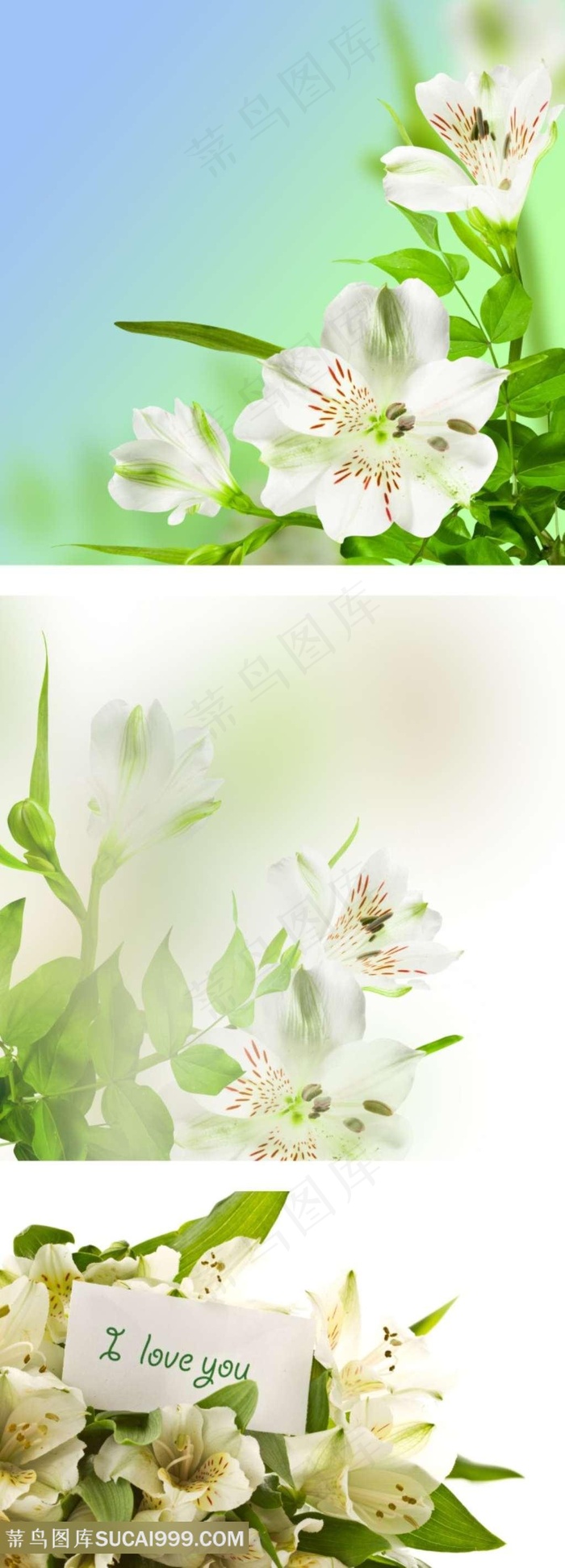 漂亮的白百合鲜花素材